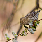 IMG_8043 Pine Siskin