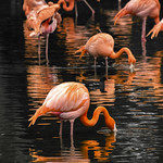 Caribbean Flamingos