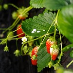 strawberry fields forever