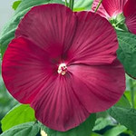 hibiscus luna red