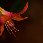 [Explored] 06-05-2011 #124 Day 110: Summer Flowers