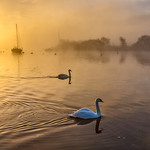 Winter sunrise with swans and mist