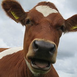 One of My Models ( Delta Stormy