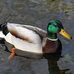 Swimming Duck