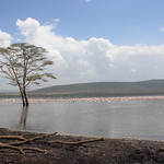 Lake Nakuru