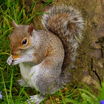 Nibbling Squirrel