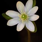 Hepatica