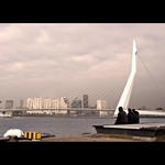 3 Spectators and a Swan .......