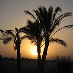 palm sunset