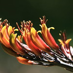 Harakeke flowers - Phormium tenax
