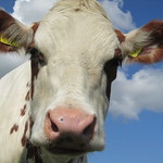 One of My Models ( Delta Harmony