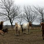 I will come and get your carrot...
