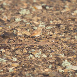 Bar-tailed Desert Lark