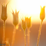 152/365 - sunrise and buds i - 06/01/2011