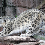 Stretching snow leopard