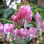 Bleeding Hearts
