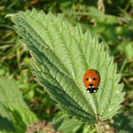 Ladybird on Nettle