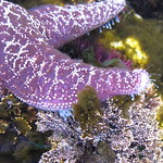 Purple Ochre Star