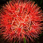 Flor do Natal![Explorer]