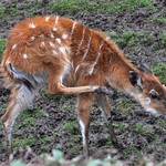 Sitatunga