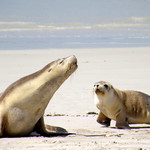 Sea Lions