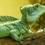 Basilic vert / Basiliscus plumifrons