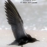 Black Tern