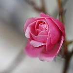 Winter Rose