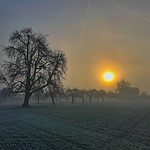 Streuobstwiesen im Nebel