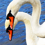 Swans