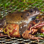 European Common frogs (Pelophylax temporia temporia) mating in my garden