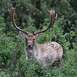 Fallow Deer Buck Dama dama 023-1