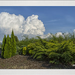 Nubes - Cumulus Congestus