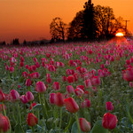 Day 477 - Sunset tulips