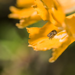 Resting on a monkey flower
