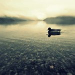 Not rubber, real ducky