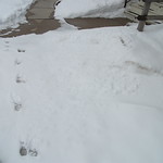 Melting Winter - Critter Tracks