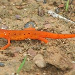 red eft