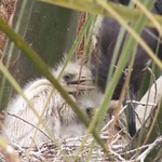 Little Blue Heron and Chicks Up Close
