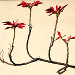 Poinsettia Tree Composition