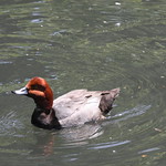Redhead Duck