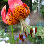 Turk's Cap Lily-Lilium superbum