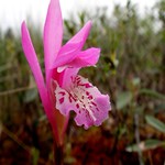 Dragon's Mouth Orchid