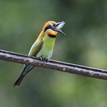 Rainbow Bee eater
