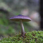 Magic mushroom