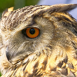 Ethel the Eagle Owl