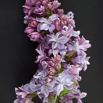 lilacs