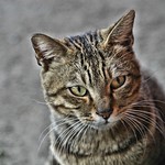 cat, Higashiosaka, Japan