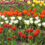 Tulip Garden - Kashmir - 01
