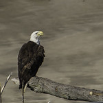 Lone Eagle-2